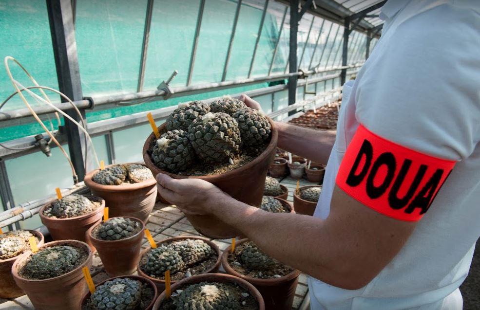 370 cactus rares et protégés saisis à Roissy