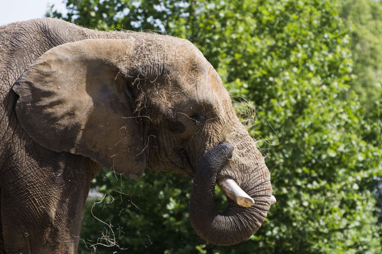 Afrique : la population des éléphants au plus bas depuis 25 ans à cause du braconnage