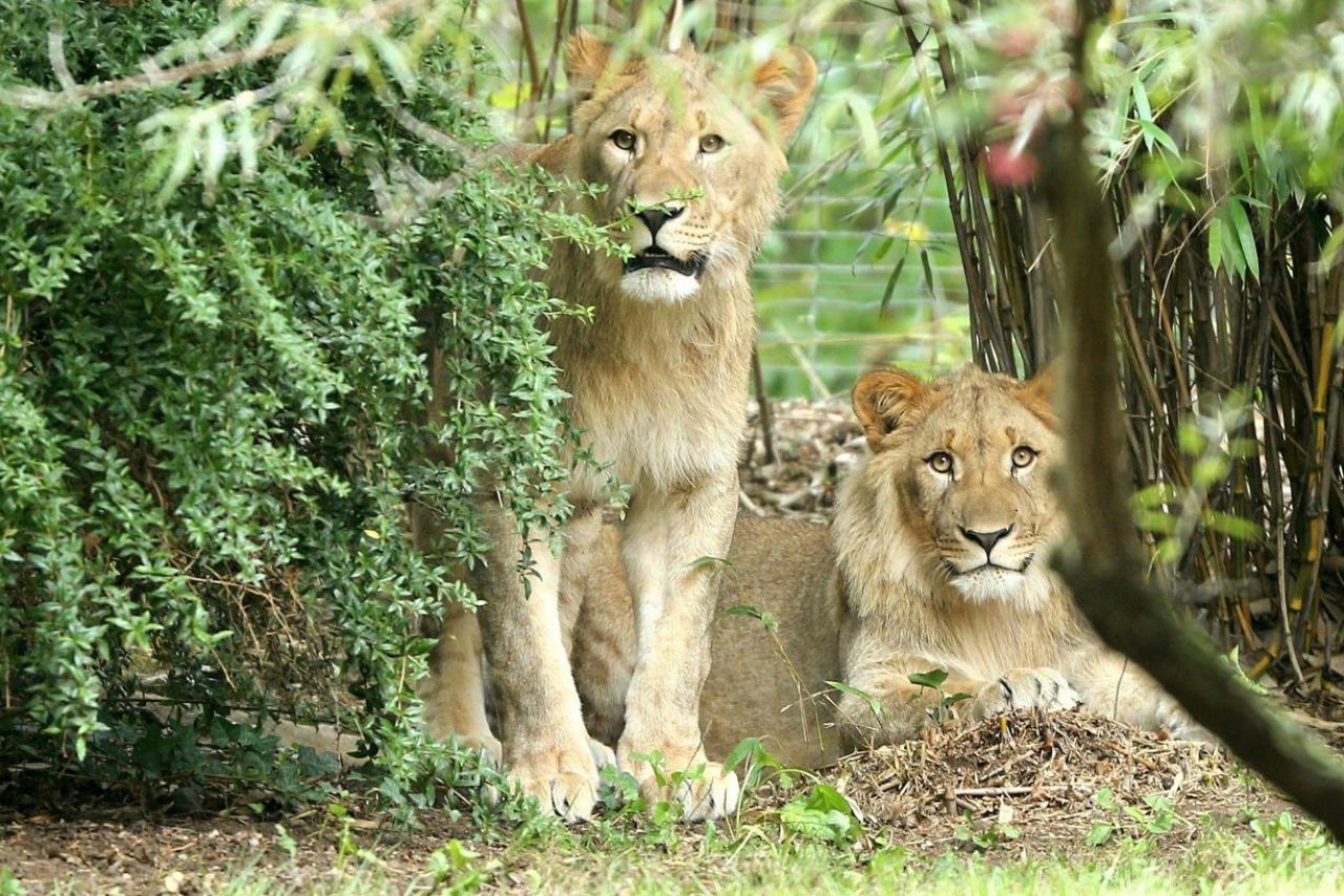 Allemagne: deux lions s'échappent de leur enclos, l'un des deux est abattu
