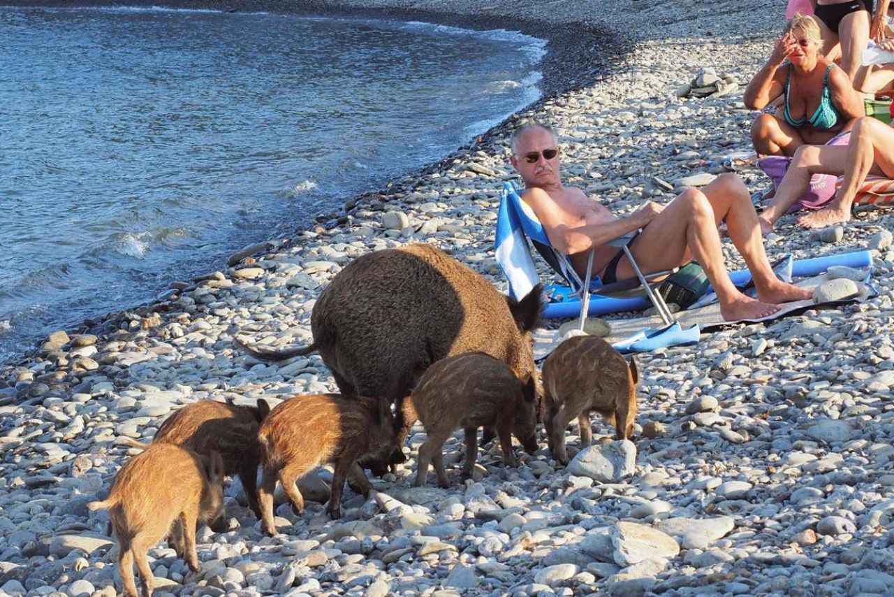 EN IMAGES. Une famille de sangliers sur une plage des Pyrénées-Orientales
