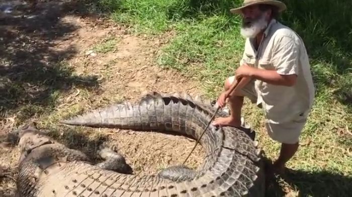 VIDEO. Australie : une star du documentaire animalier attaqué par un crocodile