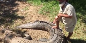 VIDEO. Australie : une star du documentaire animalier attaqué par un crocodile