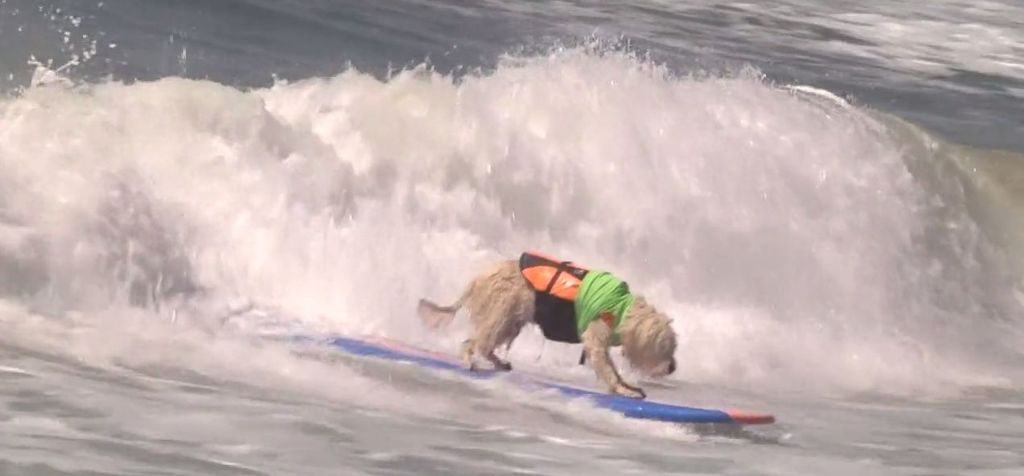 VIDEO. En Californie, les chiens aussi font du surf