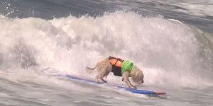 VIDEO. En Californie, les chiens aussi font du surf