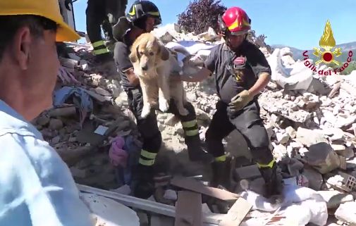 VIDEO. Séisme en Italie : Roméo, le chien miraculé, sauvé des décombres après 9 jours