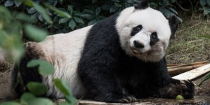 La doyenne des pandas, Jia Jia, en captivité est morte
