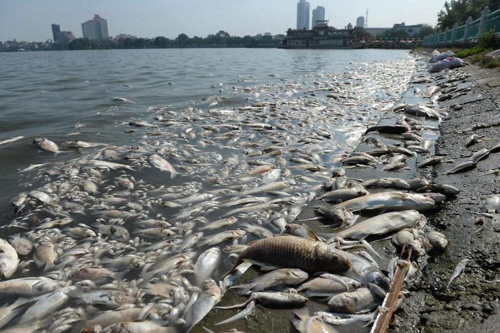 EN IMAGES. Vietnam : des tonnes de poissons morts dans un lac d'Hanoi
