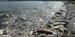EN IMAGES. Vietnam : des tonnes de poissons morts dans un lac d'Hanoi
