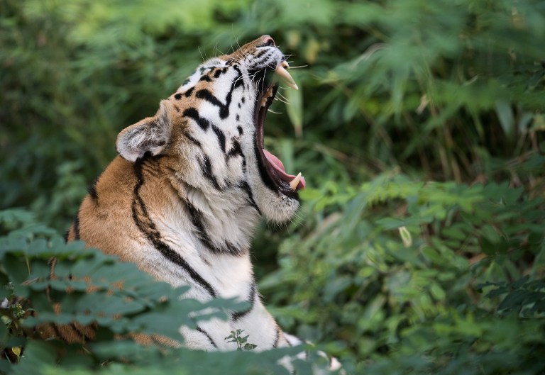 Inde : une tigresse «mangeuse d'hommes» abattue