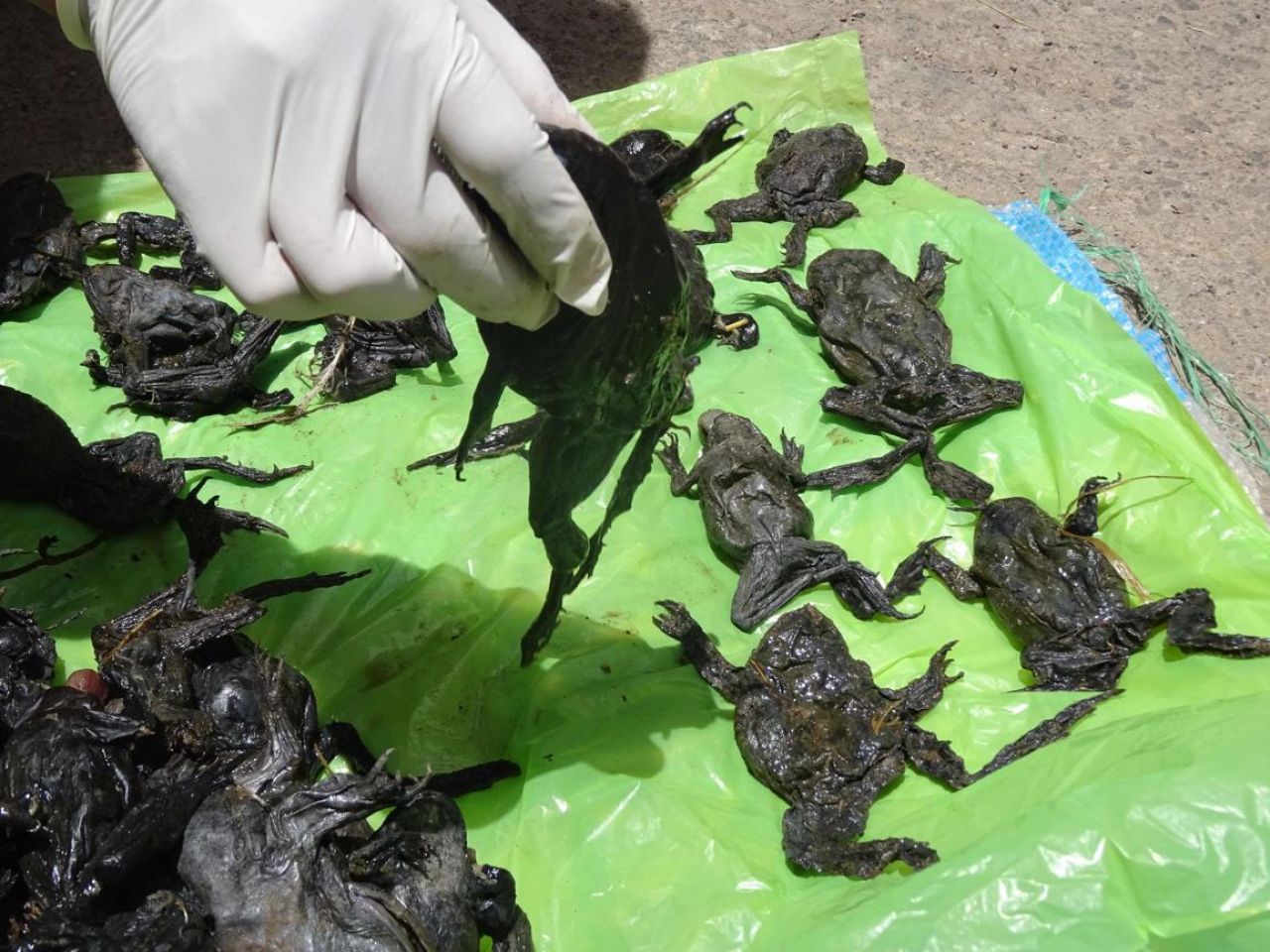 Pérou : mort de 10 000 grenouilles géantes à cause de la pollution