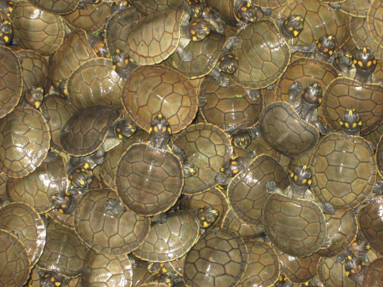 Pérou : lâchers de 500 000 tortues dans l'Amazone