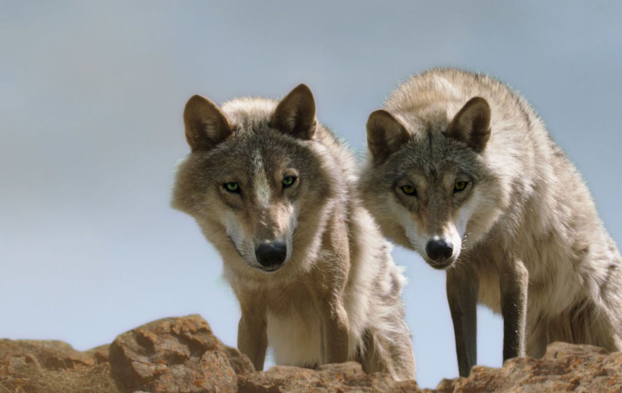 Savoie : deux loups ont été abattus 