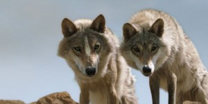 Savoie : deux loups ont été abattus 