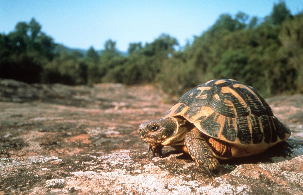 Var : le Village des tortues pillés, au moins 70 reptiles dérobés
