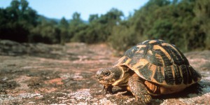 Var : le Village des tortues pillés, au moins 70 reptiles dérobés
