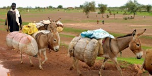 Braconnage : pitié pour les ânes d'Afrique