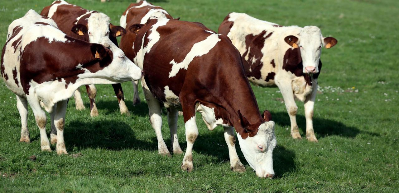 Les vaches inquiètent les climatologues
