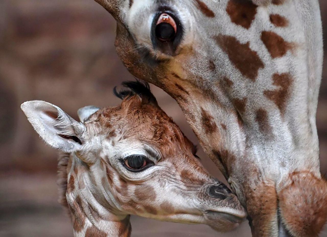VIDEO. Un bébé girafe rare voit le jour dans un zoo anglais