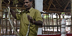 VIDEO. Inde : une tribu sauve des vies en attrapant des serpents