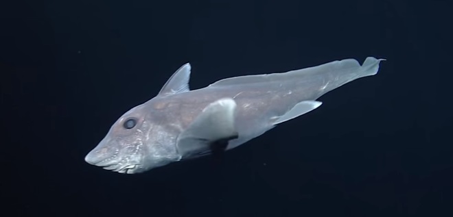 VIDEO. Un «requin-fantôme» filmé pour la première fois