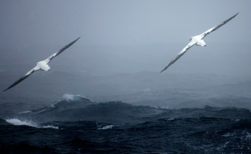 Wisdom, cet albatros, plus vieil oiseau marin, qui pond encore à 66 ans