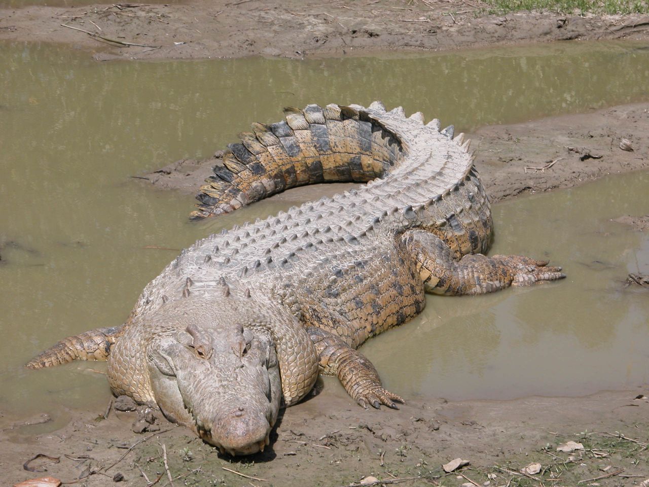 Australie : un homme tué par un crocodile en traversant une rivière