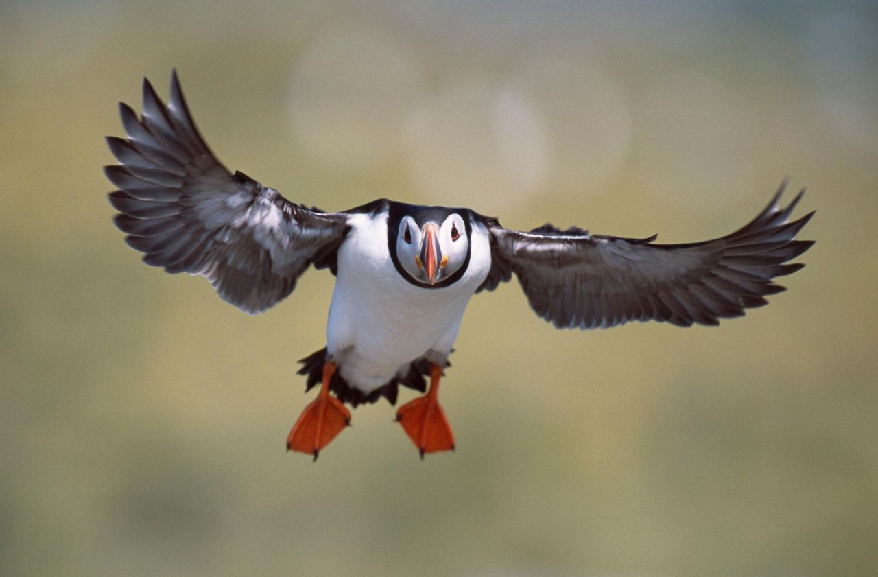 Bretagne : oiseaux des îles en perdition