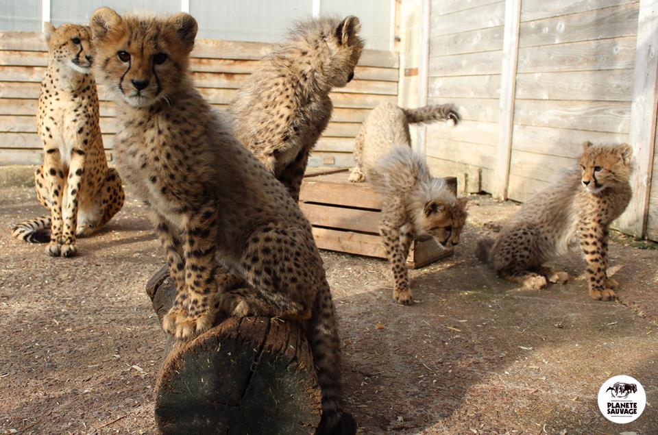 EN IMAGES. Nantes : cinq bébés guépards, futures stars du parc animalier Planète Sauvage
