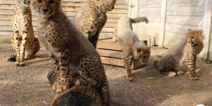 EN IMAGES. Nantes : cinq bébés guépards, futures stars du parc animalier Planète Sauvage