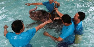 EN IMAGES. Traitement révolutionnaire pour l'éléphanteau thaï blessé
