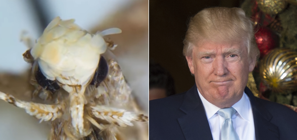 Cette nouvelle espèce de mite appelée Trump pour sa coiffure singulière