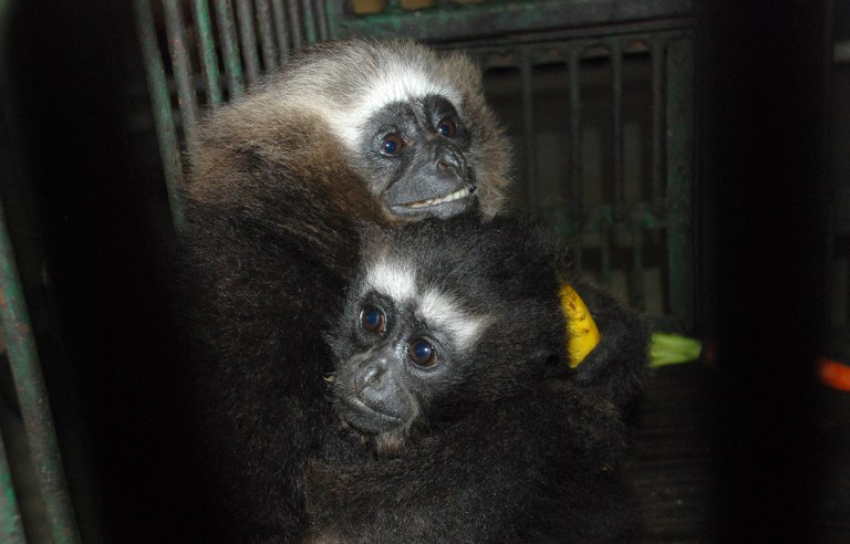 Une nouvelle espèce de singe découverte en Chine : le gibbon «Skywalker» !