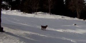 VIDEO. Dans le Jura, un randonneur se retrouve face à un lynx 