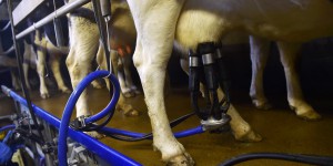 Crise du lait : les producteurs demandent une revalorisation des prix