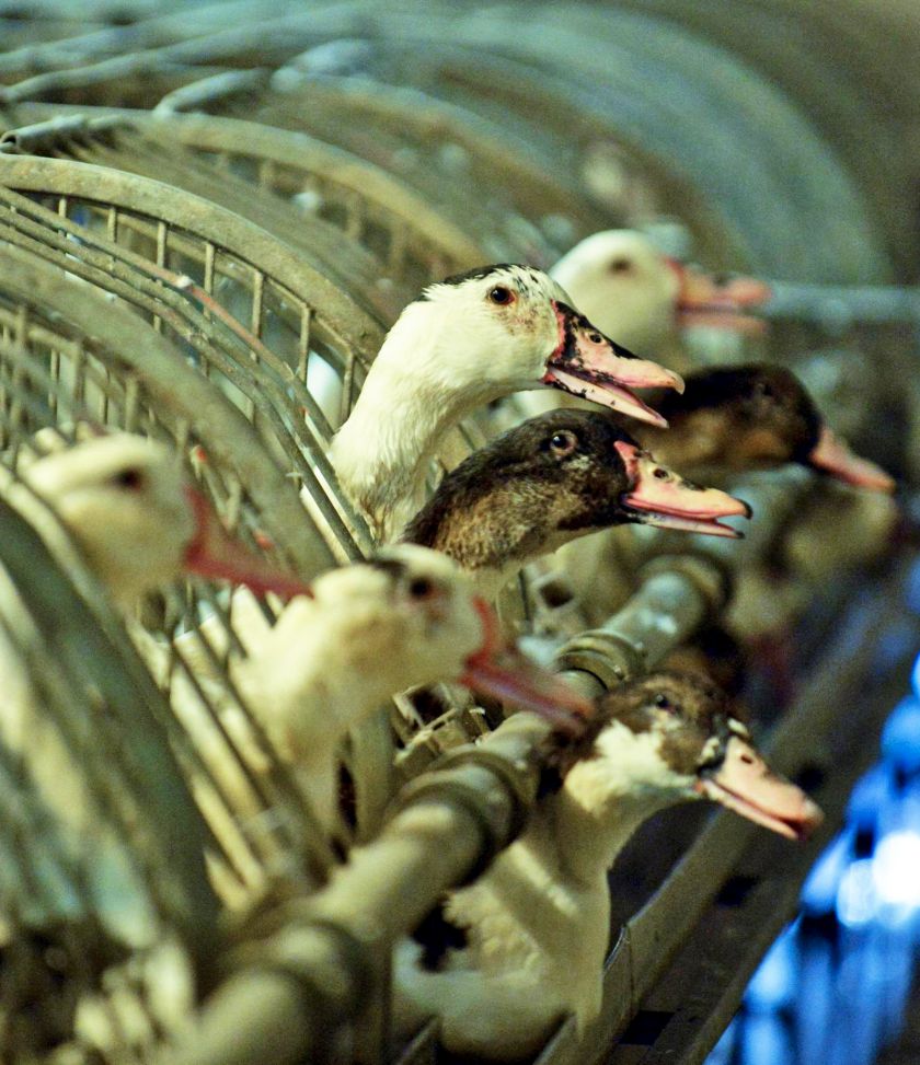 Grippe aviaire : 360 000 canards vont être abattus dans les Landes