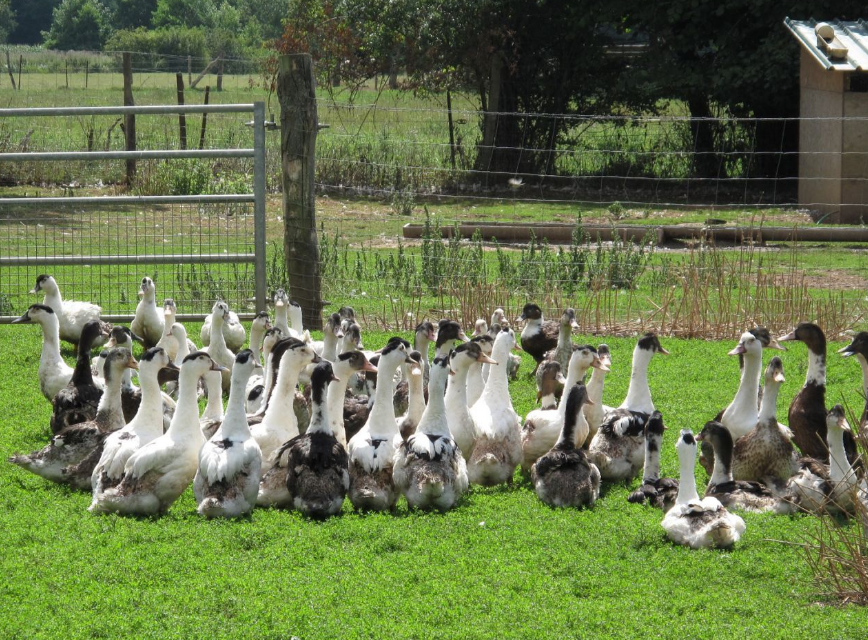 Grippe aviaire : vers un abattage de tous les canards des Landes