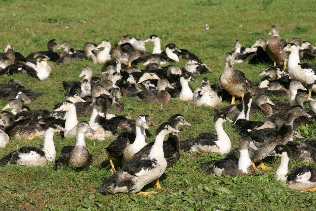 Grippe aviaire : abattage préventif de canards dans 93 communes supplémentaires