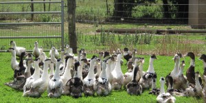 Grippe aviaire : abattage préventif dans 48 communes supplémentaires