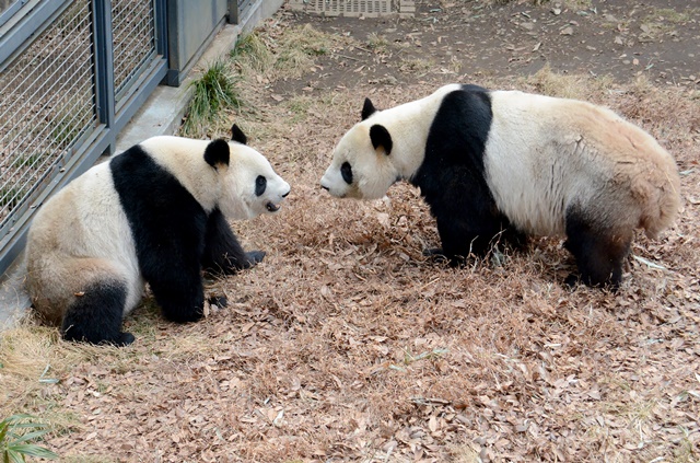 Japon : espoirs de bébé panda à Tokyo après un accouplement rarissime 