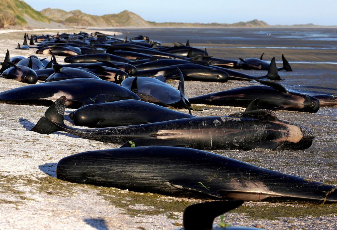Nouvelle-Zélande : les carcasses de baleines échouées pourraient exploser