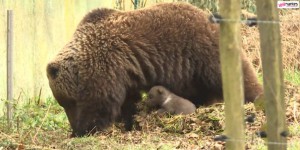 VIDEO. Loire-Atlantique : naissance surprise et très rare d'un ourson dans un zoo