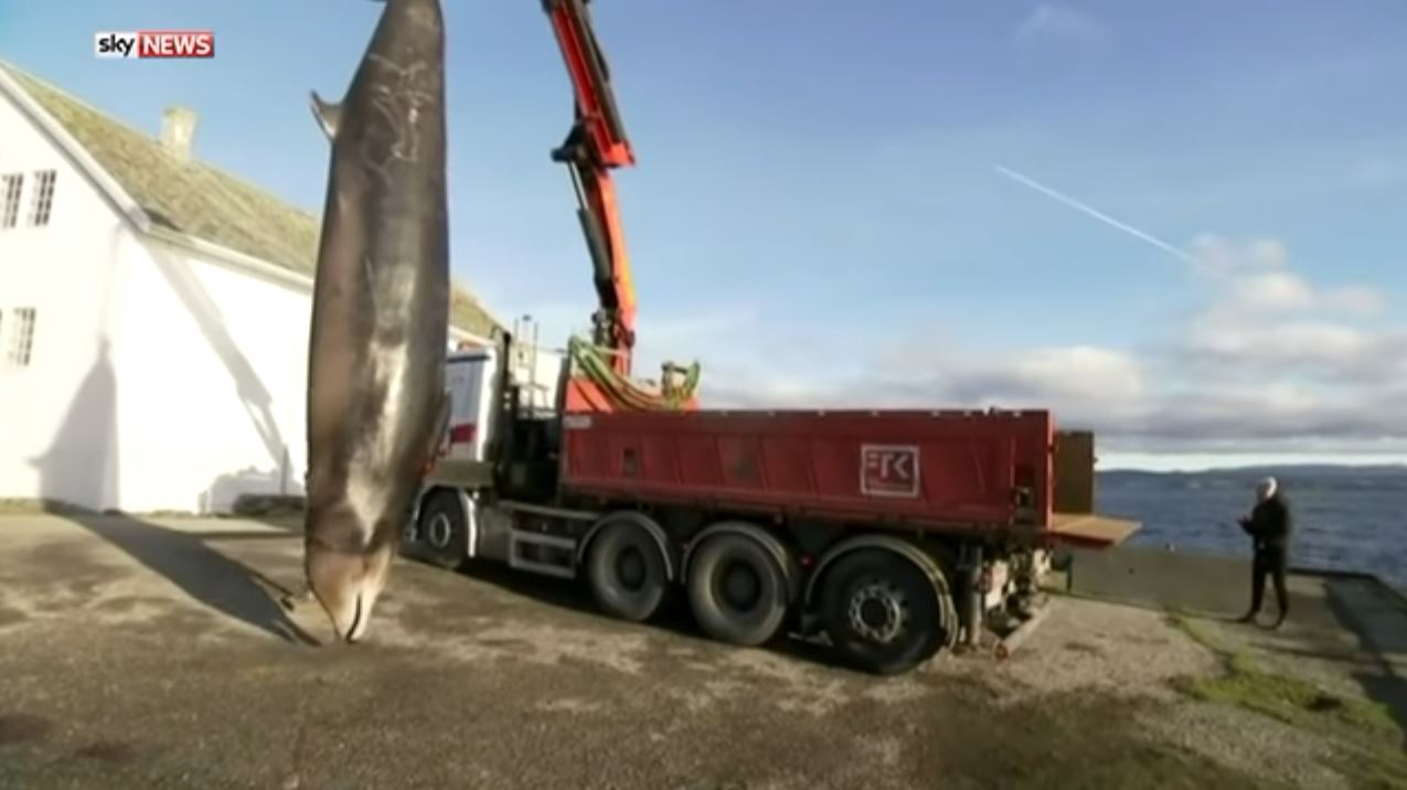 VIDEO. Norvège : une baleine euthanasiée après avoir ingéré 30 sacs plastique