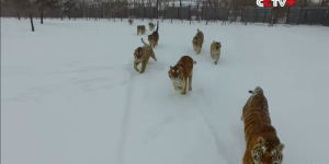 Vidéo de tigres pourchassant (et détruisant) un drone : les dessous du buzz