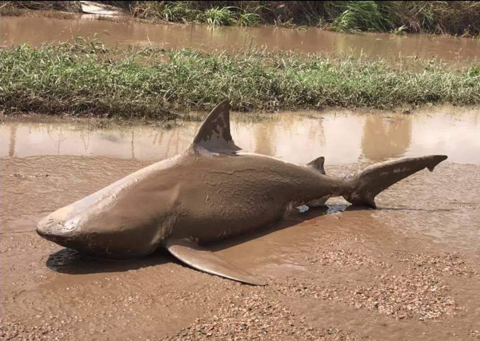 Australie : un requin se retrouve au milieu de la route, après le cyclone 