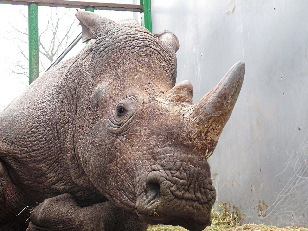 Braconnage à Thoiry : Vince, un rhinocéros blanc tué pour sa corne