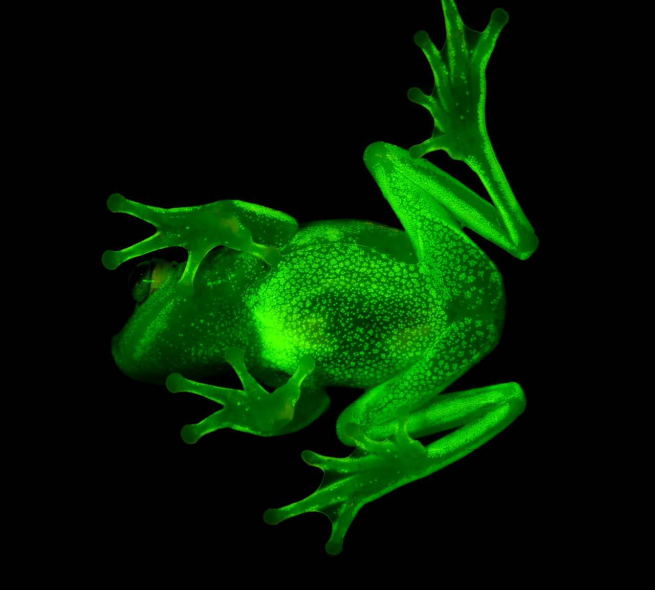 Une grenouille fluorescence découverte en Amérique du Sud 