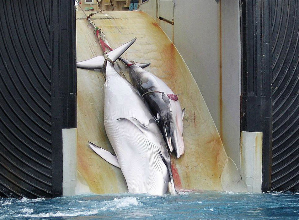 Le Japon tue 333 baleines pour «étudier le système écologique»