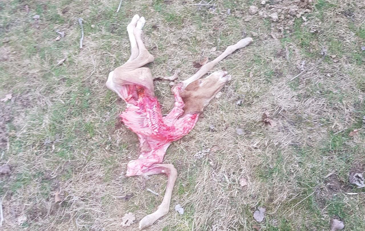 Un poulain dévoré dans le sud de l’Essonne : une attaque de loups ?