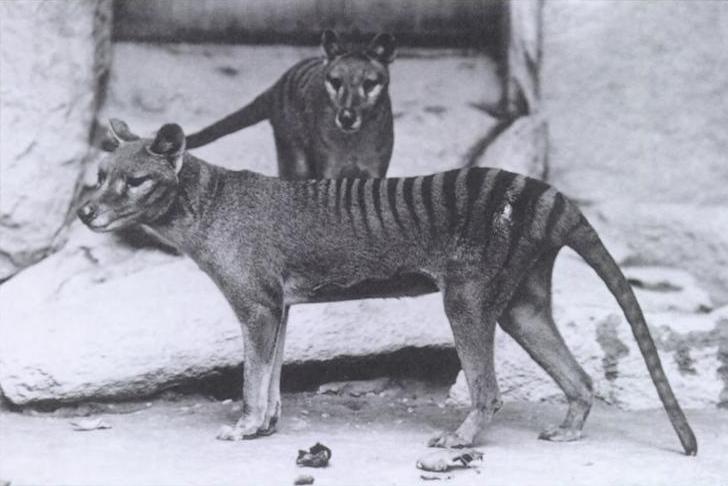 Et si le tigre de Tasmanie, officiellement disparu depuis 80 ans, avait survécu ?