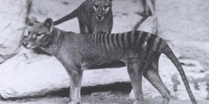 Et si le tigre de Tasmanie, officiellement disparu depuis 80 ans, avait survécu ?